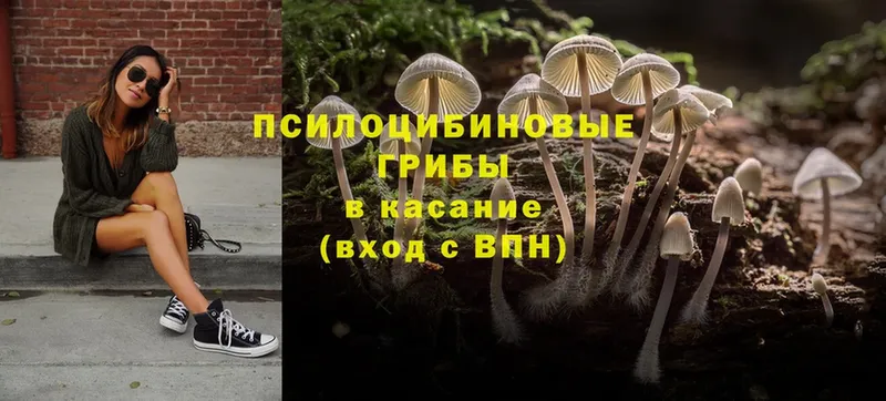 Галлюциногенные грибы Psilocybe  Ленинск-Кузнецкий 